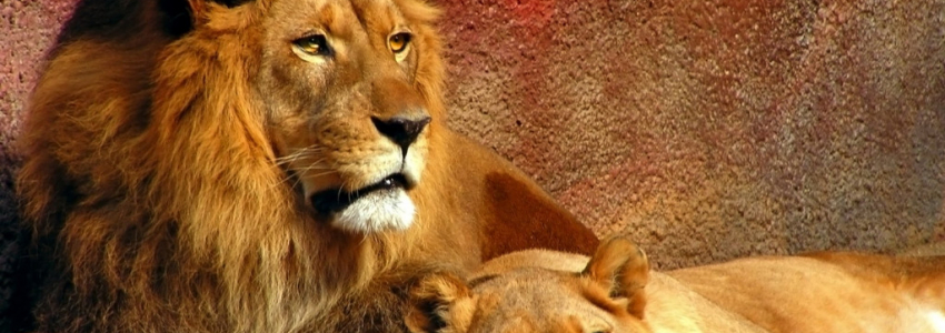 Animals