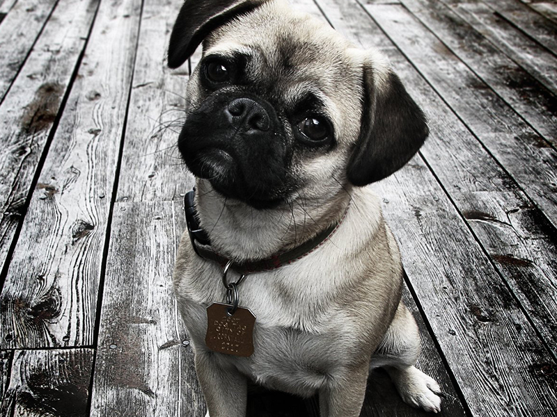 Doggy  lorem dolor ipsum sit amet