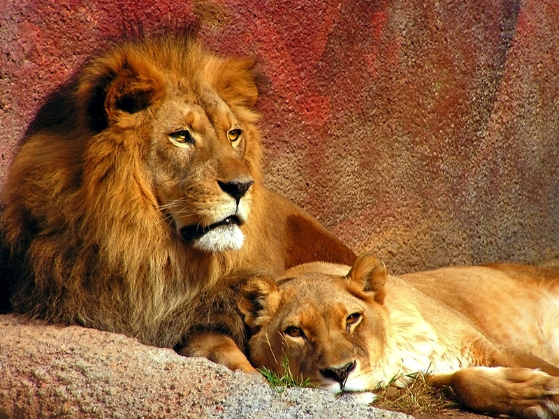 Lion Quisque in aliquet neq halvah toffee gummi bears fruitcake
