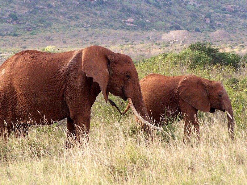 Elephant Nulla consectetur ultricies dui ac varius. Praesent eu nunc quis tellus